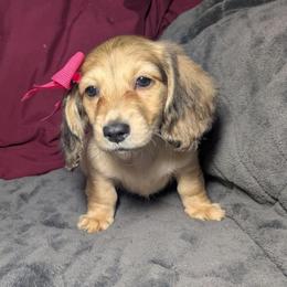 7 Morgan - Cream female Dachshund puppy in Central Point, Oregon from MRS Long Dog Ranch