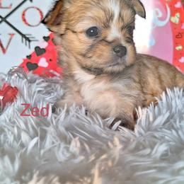 Zed - Red male Mi-Ki puppy in Toronto, Ohio from Shekinah’s Mi-Kis & Cricket Hill’s Westies