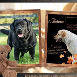 Labrador Retriever puppies from Briar Hill Labradors PA 12145