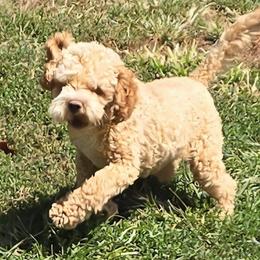 Whiskey - Cockapoo