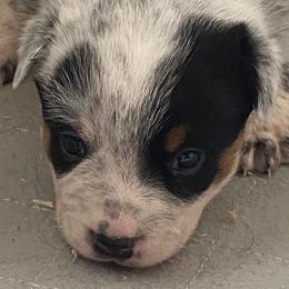 KF1 - Blue mottled female Australian Cattle Dog puppy in Libby, Montana from RnB Cattle Dogs LLC