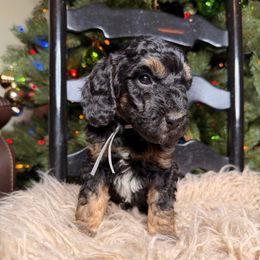 Donner - Tri-color male Bernedoodle puppy in Tyner, Kentucky from Good Dog Doodles