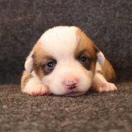 Canoodle - Sable male Pembroke Welsh Corgi puppy in Arcanum, Ohio from Weissway Corgis