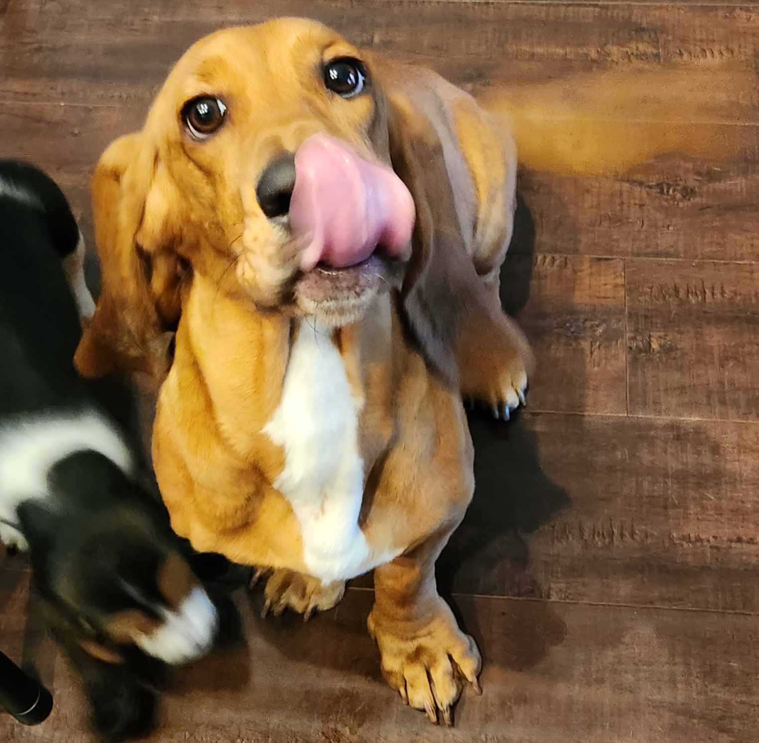 Lucy - Basset Hound