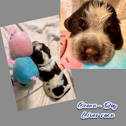 Ocean - Liver white and roan male English Springer Spaniel puppy in Madison, Indiana from McCollough's Pawsome Spaniels and Danny's Delightful Dachshunds