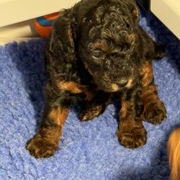 Poodle Puppies from Wanda Burton