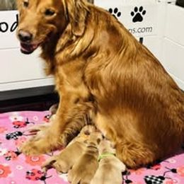 Fourth Pick Male - Golden male Golden Retriever puppy in Big Lake, Alaska from Birchwood Goldens