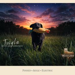 Twyla - Black female Labrador Retriever puppy in Nacogdoches, Texas from Westlane Dogs