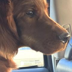 Irish Setter Puppies from Maxwell Irish Setters