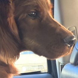 Irish Setter Puppies from Maxwell Irish Setters