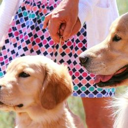 Golden Retrievers from Cor Auri Golden Retrievers