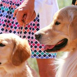 Golden Retrievers from Cor Auri Golden Retrievers