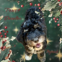 Bernedoodle and Goldendoodle Puppies from Paws 4 Doodles, LLC