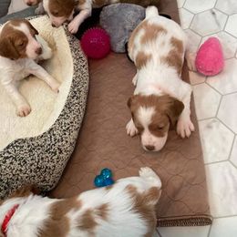 Brittany Puppies from Fox Mtn Brittanys