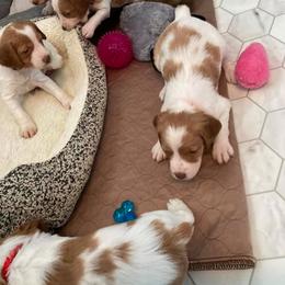 Brittany Puppies from Fox Mtn Brittanys