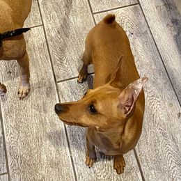 Miniature Pinscher Puppies from Peacock Miniature Pinschers