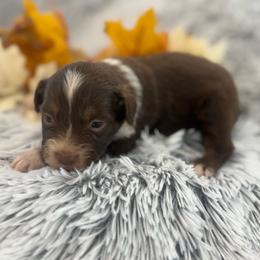 Abby - Red tri female Toy Australian Shepherd puppy in Ambrose, Georgia from Brandilyn's Aussies