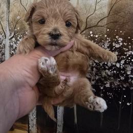 Dior - Red female Maltipoo puppy in Washington from Mt.BakerPoodles&Doodles