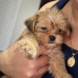 Girl 1 - Black gold and white female Shorkie puppy in San Tan Valley, Arizona from Great Mates