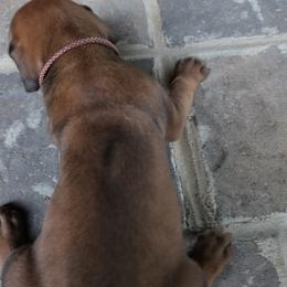Boy 3 - Rd whtn blk nose male Rhodesian Ridgeback puppy in Gaffney, South Carolina from Circle D Farms
