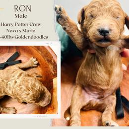 Ron - Red  male Goldendoodle puppy in Hilton, New York from The House of Goldendoodle