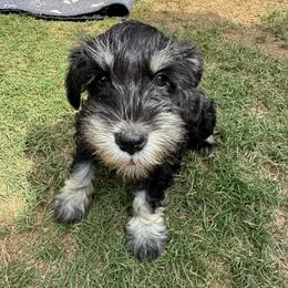 Sterling - Black and silver male Miniature Schnauzer puppy in Atlanta, Georgia from Axcium Miniature Schnauzers