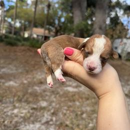 Roy - Sable and white male Cardigan Welsh Corgi puppy in Wekiwa Springs, Florida from It is Corgiland