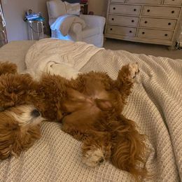 Goldendoodle All Grown Up from Golden Hearted Goldendoodles
