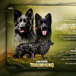 German Shepherd puppies from Vom Schön Traumhund