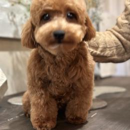 Luna - Poodle