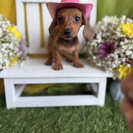 Red - Red female Dachshund puppy in Wills Point, Texas from East Mini Dachshunds Texas