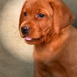 Labrador Retriever Puppies from South wind labradors