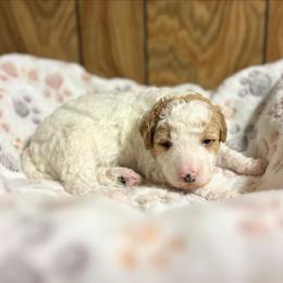 Valentino - Parti male Goldendoodle puppy in Pittsburg, Texas from Grace Springs Goldendoodles
