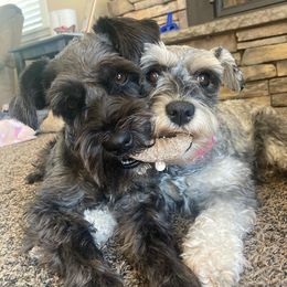 Miniature Schnauzers from Schnauzer Love