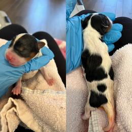 Boy 1 - Blue tan and white male Biewer Terrier puppy in Chester, South Carolina from Classic Biewers