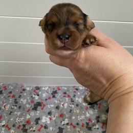 Millie- Reba - Red female Dachshund puppy in Wolf Lake, Indiana from Canisteo Dachshunds