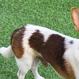 Rocco - Chihuahua