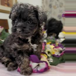 Sawyer - Black male Poodle puppy in Bartlesville, Oklahoma from Winchester's Magic Yorkipoos & Poodles