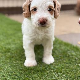 Cilantro - Parti male Goldendoodle puppy in Aubrey, Texas from The Parrish Doods
