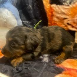 Rumi - Dapple female Dachshund puppy in Elizabethtown, Kentucky from Teeny Tiny Puppy Tails