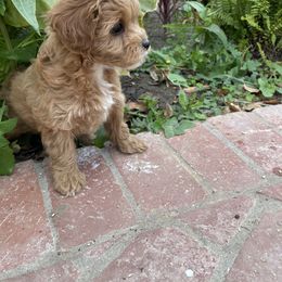 Cavapoo Puppies from SoCal Cavapoos