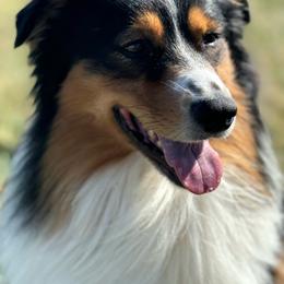 Reggie - Australian Shepherd