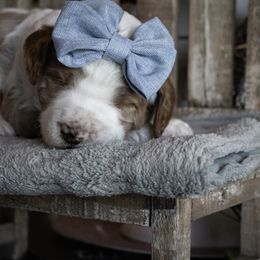 Goldendoodle Puppies from Best Doodles