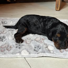 Bernedoodle and Labradoodle Puppies from Zehr’s Labradoodles