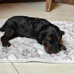 Bernedoodle and Labradoodle Puppies from Zehr’s Labradoodles