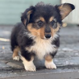 Ace (fluffy) (1250) - male Pembroke Welsh Corgi puppy in East Oakdale, California from Rhettro Kennels