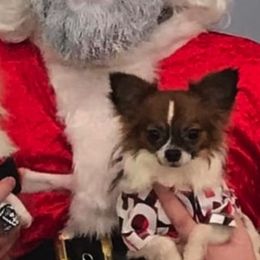 Chihuahuas and Shih Tzus from Youngs Chi Pups