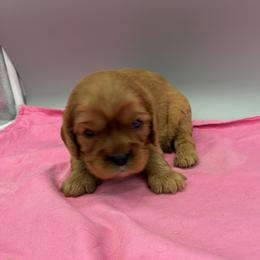 Minnie - Ruby female Cavalier King Charles Spaniel puppy in Burke, New York from Patti’s Puppies