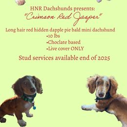 Jasper - Dachshund