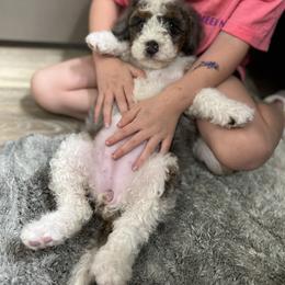 Bernedoodle Puppies from Over the Moon Poodles and Doodles